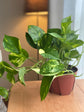 Golden Pothos