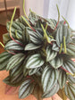 Peperomia Rosso