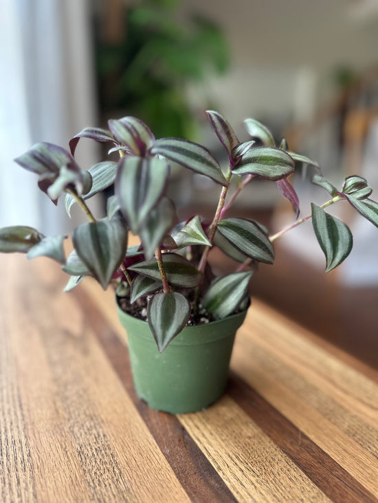 Zebrina "Wandering Dude"