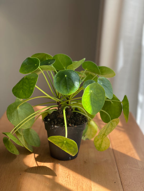 Pilea AKA Chinese Money Plant