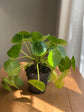 Pilea AKA Chinese Money Plant