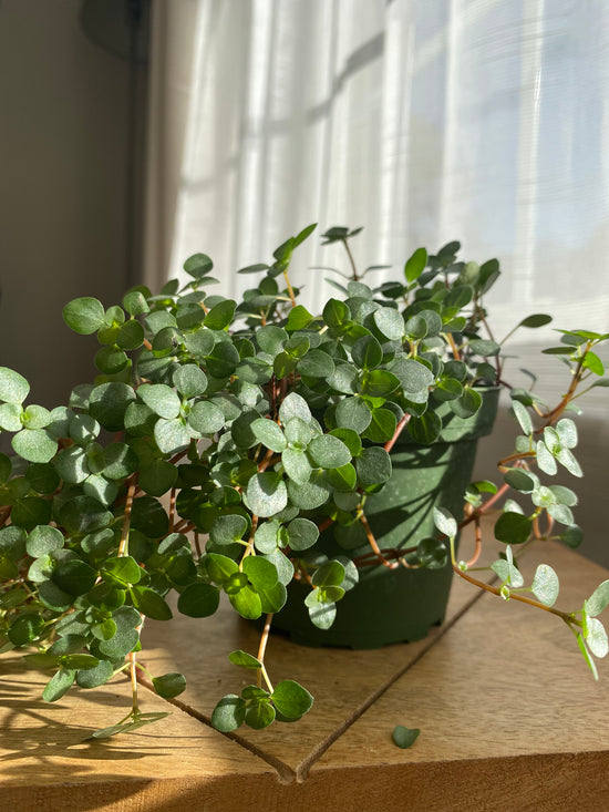 Baby Tears - Pilea Silver