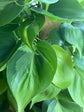 Brasil Philodendron