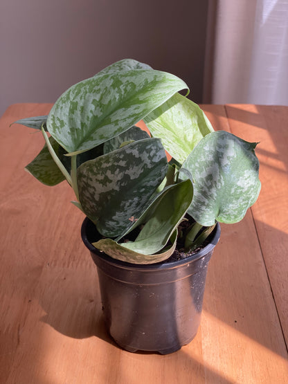 Silver Satin Pothos