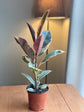Ficus Tineke