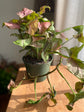 Pink Robusta Arrowhead Plant