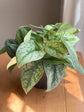 Silver Satin Pothos