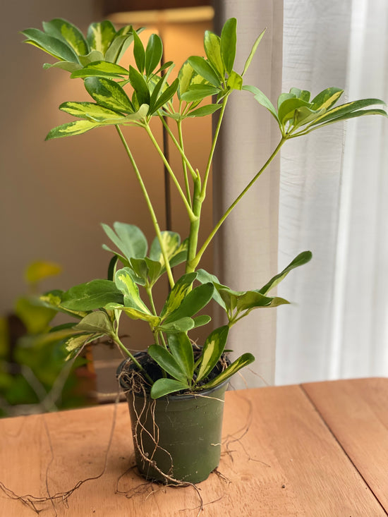 Variegated Umbrella Plant
