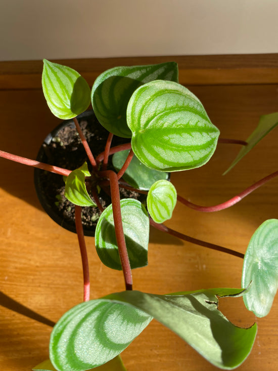 Watermelon Peperomia