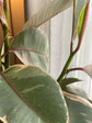Ficus Tineke