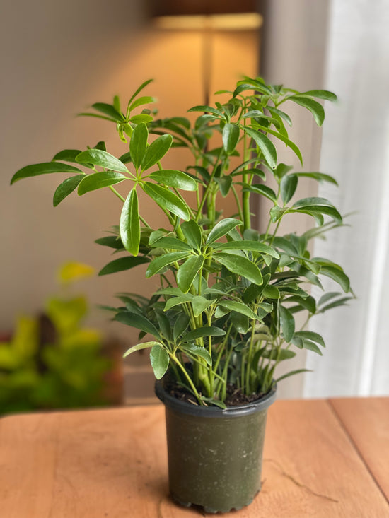 Umbrella Plant