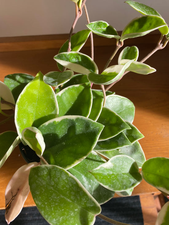 Krimson Queen Hoya