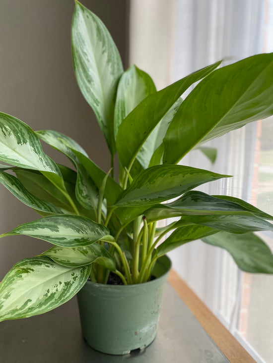 Chinese Evergreen