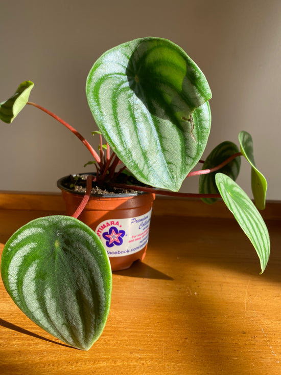 Watermelon Peperomia