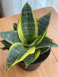 Laurentii Snake Plant