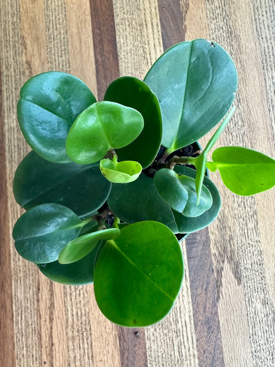 Peperomia Obtusfolia