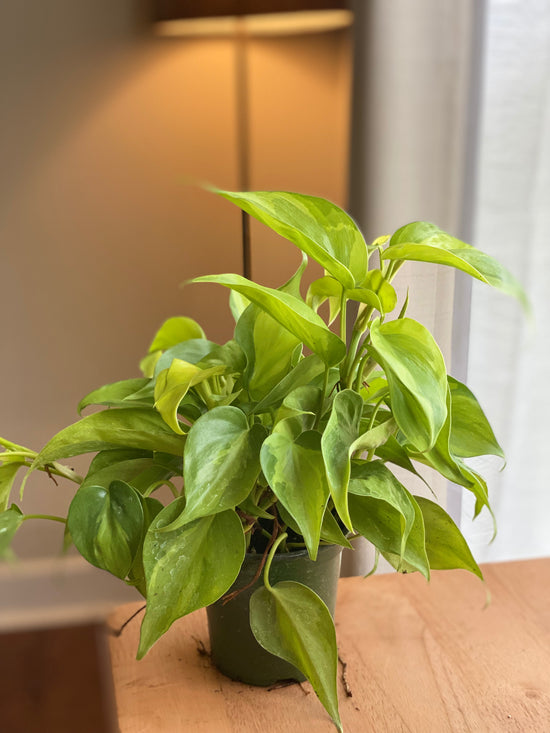 Brasil Philodendron