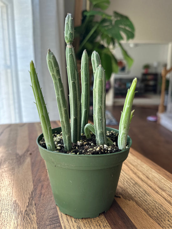 Pickle Plant Succulent
