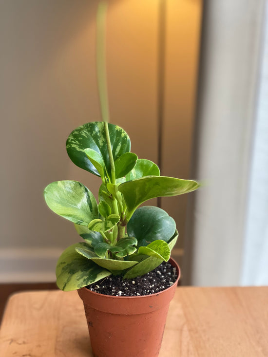Peperomia Obtusfolia Variegated