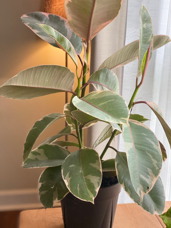 Ficus Tineke