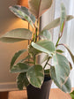 Ficus Tineke