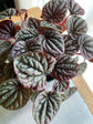 Peperomia Caperata “Red Schumacher”