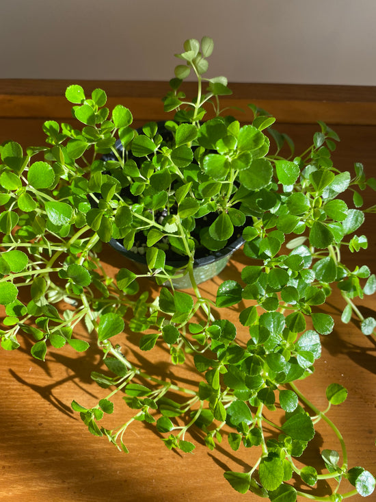 Baby Tears - Pilea Depressa
