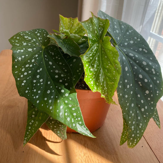 Angel Wing Begonia