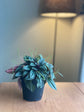 Peperomia Rosso