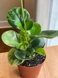 Peperomia Obtusfolia Variegated