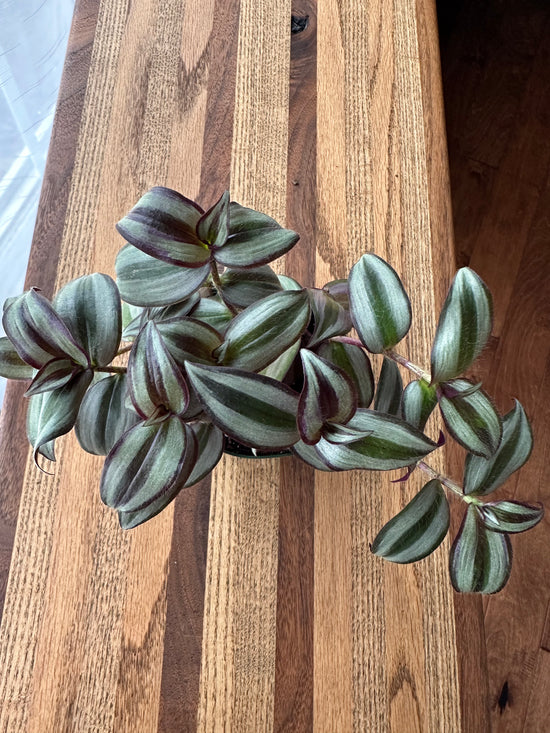 Zebrina "Wandering Dude"