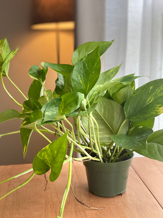 Golden Pothos