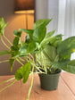 Golden Pothos