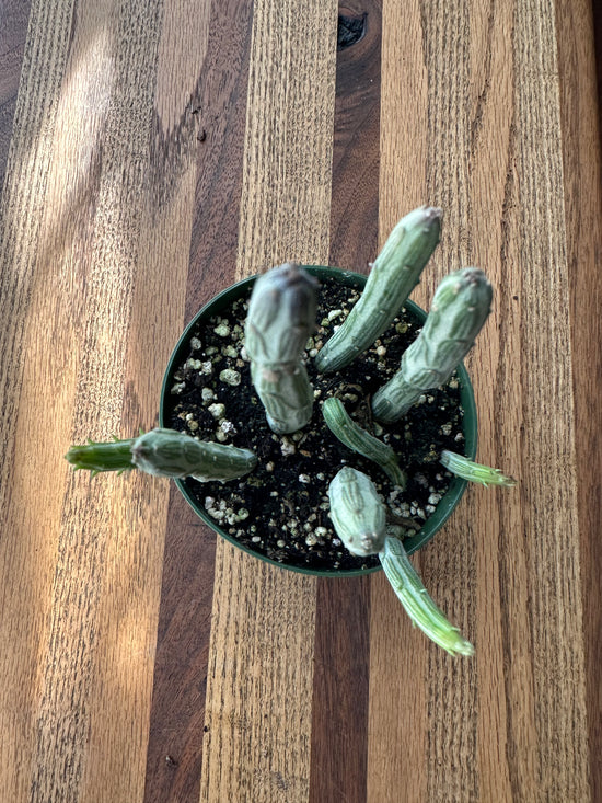 Pickle Plant Succulent