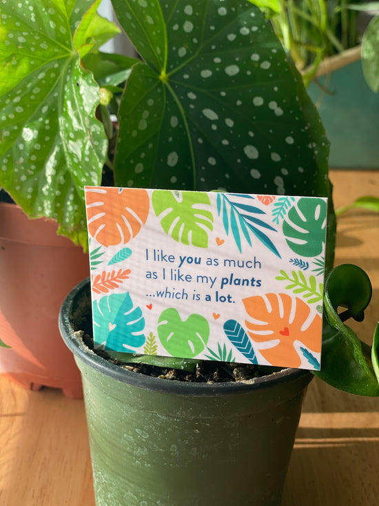 I Like You Sticker